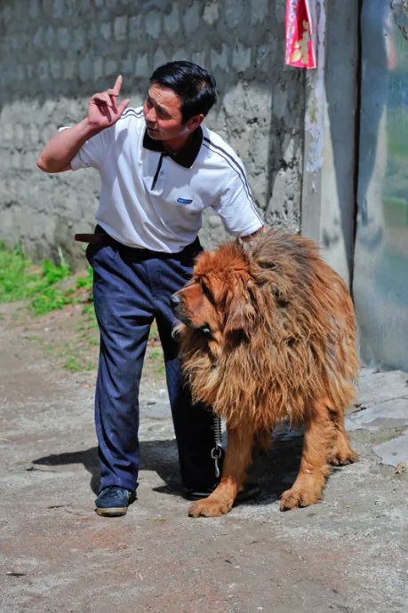 实拍：藏獒威猛！近距离震憾体验养獒人