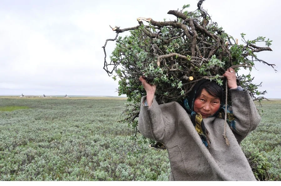 揭秘涅涅茨人独特生活：生吃鹿肉四处迁徙(高清组图)