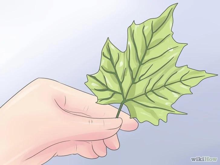 以Dry Leaves Step13为标题的图片