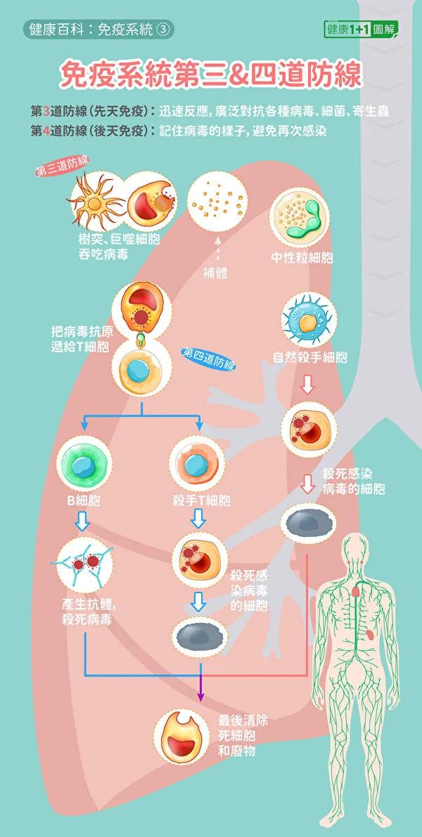 人体的先天免疫系统和后天免疫系统的重要抗病毒机制。包括T细胞杀死感染细胞、B细胞产生抗体。（健康1+1／大<span style='max-width:0px!important;margin-left:-4px;color:#eee!important;'>.</span>纪<span style='max-width:0px!important;margin-left:-4px;color:#eee!important;'>.</span>元<span style='max-width:0px!important;margin-left:-4px;color:#eee!important;'>;</span>）